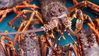 Diver David Casey sentenced for illegally gathering crayfish for Queenstown tourism experience
