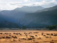 Wildfires, drought challenge wildlife across Colorado, CPW scientists monitor habitat loss, animal movement