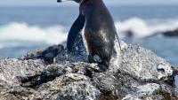 Ancient penguin bones hold climate secrets hidden for millions of years