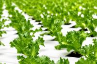 As heat waves hit Europe, Staay offers an alternative to traditional iceberg lettuce
