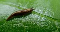 Mollusks from another mother, here’s the lowdown on Alaska snails and slugs