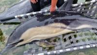 Twelve dolphins stranded on Irish beach rescued with help of tourists, Gardai and locals