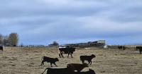 Packing plant closures, cash cattle moves, &amp; trade flow dynamics | Beef Market Update, Aug 14, 2026