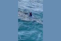 WATCH: Bahraini fishermen capture rare encounter with whale shark