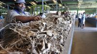 An unexpected journey to find real kava in Fiji