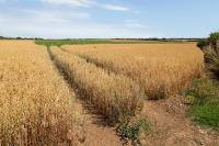 Government unveils £65m package for farmers as drought pressures mount