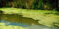 Intense algae blooms/die-offs causing issues on several of the Iowa Great Lakes