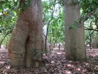 Researchers Differentiate New Species of Endangered Baobab Tree in Madagascar