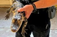 Oregon State Police Seize Alligator Kept Inside Gresham Apartment