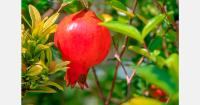 Azerbaijan pomegranate exports reach €48.2 million in 2025
