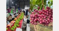"Oversupply of Shine Muscat grapes is putting pressure on export sales"