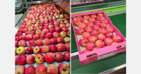 Final stretch of South African Pink Lady season