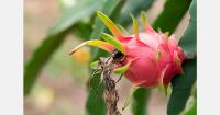 Guyana dragon fruit pilot produces first fruits after nine months