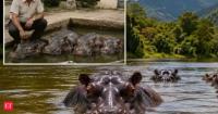 In the 1980s, Pablo Escobar brought 4 hippos to Colombia. Today, they have become the world's largest invasive hippo population