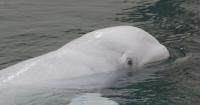 Meet Balor and Zephyr: 2 rescued beluga whales move into Georgia Aquarium