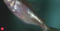 Deep under a US military base, a blind 'demon' creature just surfaced for the first time