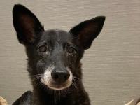 UAE couple steps up to rehome 50 abandoned pets
