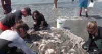 Warming waters: El Niño brings stingrays, humpback whales, and hammerhead sharks to Southern California