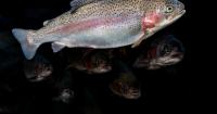 Potentially record-breaking El Niño on the horizon | Central Coast Weather Report