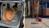 New Jersey cat saved from an overcrowded shelter goes from 'wouldn't eat' to a forever home