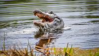 Florida woman loses arm in Silver River gator attack, gets rescued with a rope tourniquet