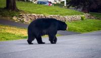 'There's one of them in the park': Black bear sightings unsettle Florida neighborhood