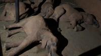 Video shows a 'slumber party' of orphaned elephants in Kenya's Tsavo East