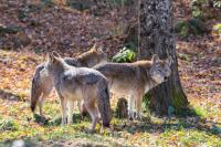 11-pound dog attacked in Oregon as 25 coyote sightings raise concern for pet owners