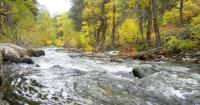 Ancient Forests Took 100,000 Years To Recover From the Last Global Warming