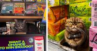 New Book Celebrates the Beloved Bodega Cats That Call New York City Home