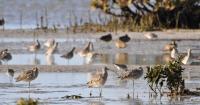 Why should we care that H5N1 avian flu is in Australia? Here’s what it means for wildlife, farming and people