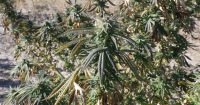 Montana hemp processors praise Senate delay of ban on floral hemp products
