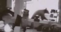 Bear tears through screen, breaks into business to eat pie