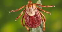 Warmer winters are creating a longer tick season in southwest Colorado