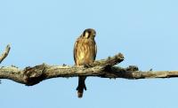 Birds are going to start behaving differently. Here’s why and what to look for.