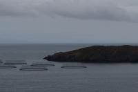 Mowi explores new method to reduce impact on wild salmon in newly-approved fish farm
