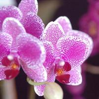 Ohio Valley Orchid Fest to have hundreds of award-winning flowers on display
