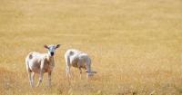 Farmers will receive package of support to manage drought pressures – PM