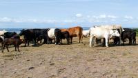 Burnham announces £65m drought package for English farmers