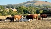 Emergency grants for farmers hit by bluetongue and drought