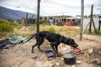 Recognising International Homeless Animals Day: A call for responsible pet guardianship