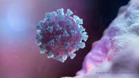 Hemorrhagic Septicemia: The Silent Livestock Crisis with Wider Public Health Consequences -By Dr. Moris Umoru, DVM