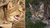 Feral cat cull required as study proves expansive loss of Australian natives