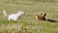 Fearless camp dog plays with wild brown bear in Alaska