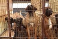 The last summer of South Korea's dog meat trade