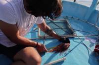 Climate change helps invasive species thrive in Mediterranean
