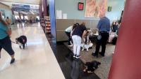 Roanoke-Blacksburg Regional Airport has gone to the dogs!