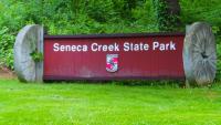 Beaver attacks 10-year-old girl at Maryland's Seneca Creek State Park A 10-year-old was attacked by a beaver Thursday at Seneca Creek State Park in Maryland.