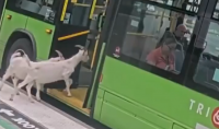 Video: Goats caught taking a surprise ride on public bus in Oregon