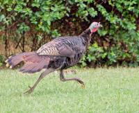 Turkey, Pig, and Tiny Dog Line up for an Unexpected Race